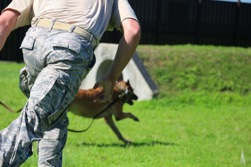Illustration for article titled What It’s Like To Be Attacked By An Attack Dog